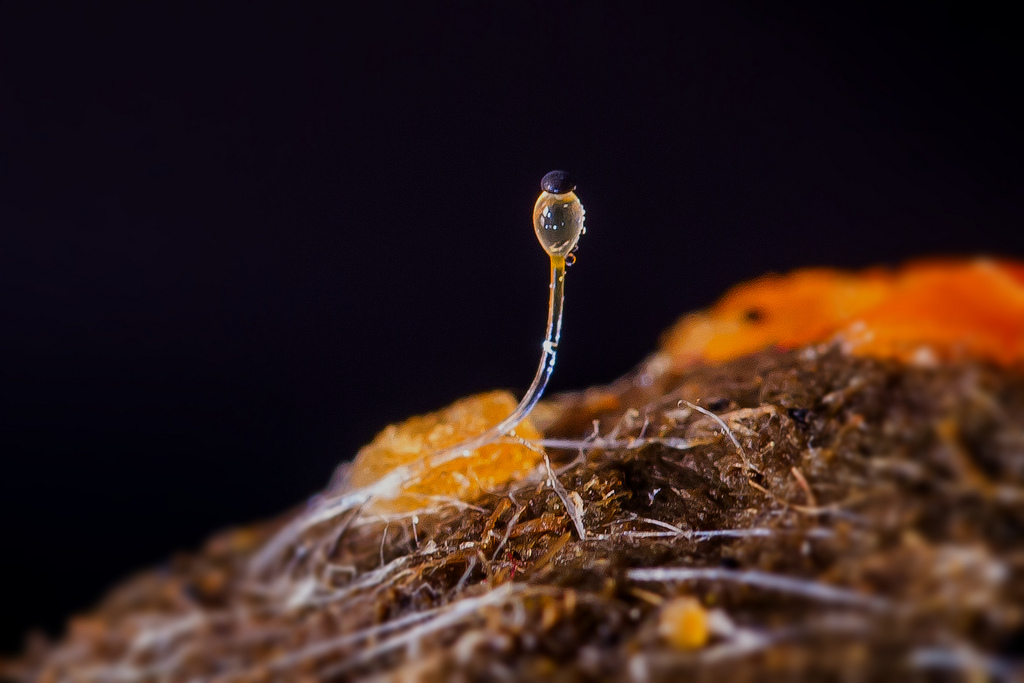 Представитель Семейства Pilobolaceae